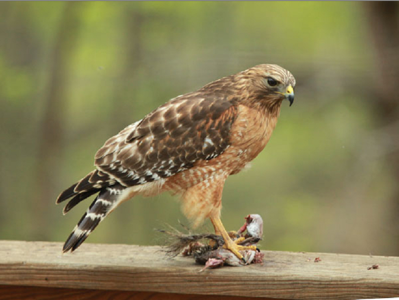 Hawk and prey, Charlottesville, Virginia, April 12, 2011