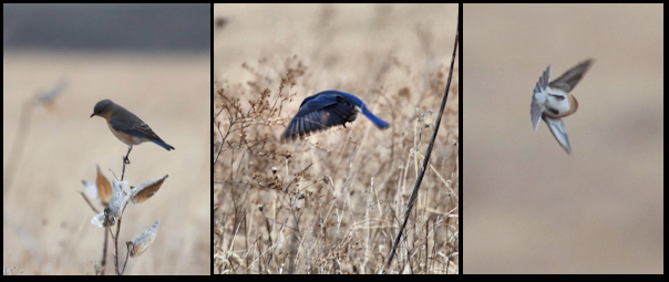 A Bluebird takes flight, Big Meadows, Shenandoah National Park, February 18, 2011