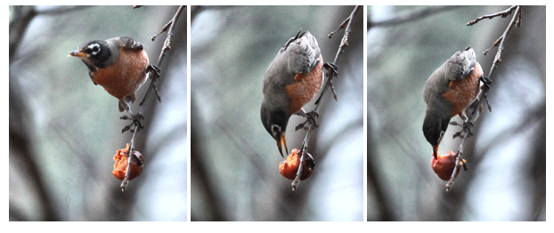 A Robin takes a nip from a withered apple