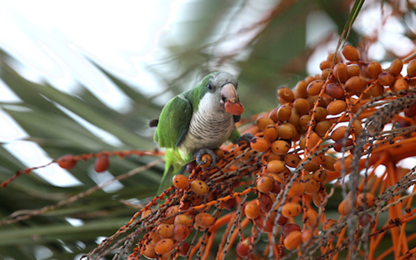 Quaker Parrot, Barcelona, Spain, June 10, 2011