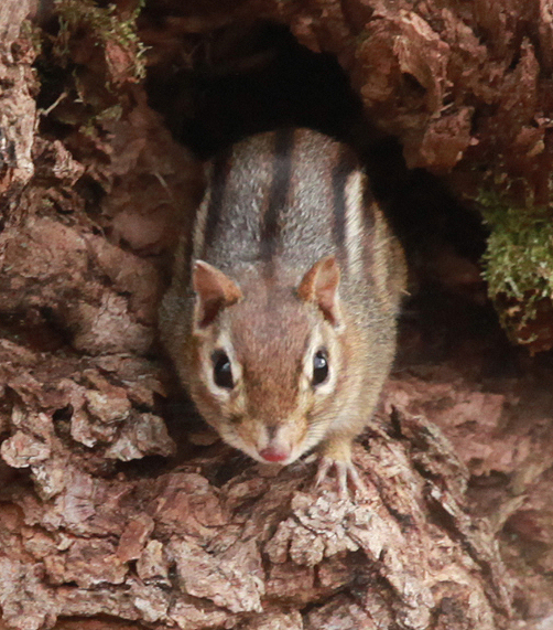 Chipmunk living in a tree trunk